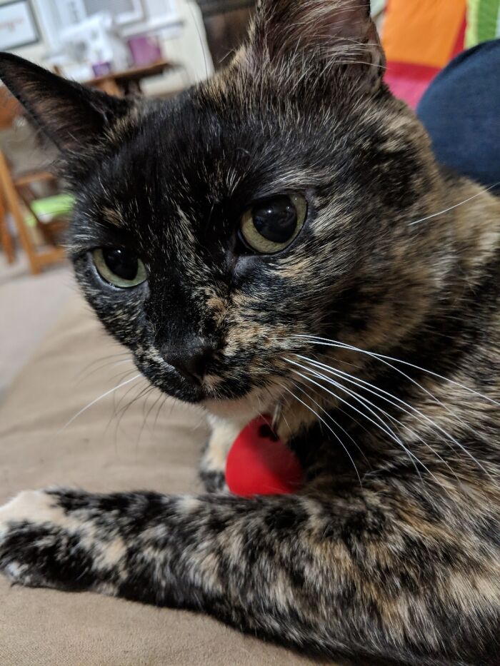 Hey Pandas, Share The Prettiest Photo Of Your Pet (Closed) Hey Pandas, Share The Prettiest Photo Of Your Pet (Closed)