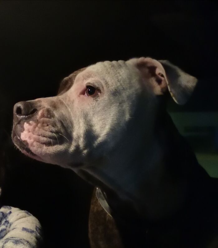 Hey Pandas, Share The Prettiest Photo Of Your Pet (Closed) Hey Pandas, Share The Prettiest Photo Of Your Pet (Closed)