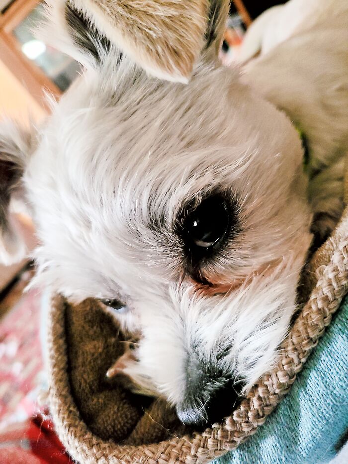 Hey Pandas, Share The Prettiest Photo Of Your Pet (Closed) Hey Pandas, Share The Prettiest Photo Of Your Pet (Closed)