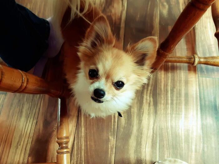 Hey Pandas, Share The Prettiest Photo Of Your Pet (Closed) Hey Pandas, Share The Prettiest Photo Of Your Pet (Closed)