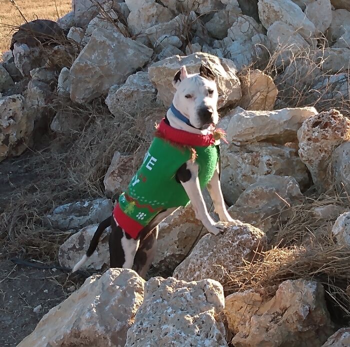 Hey Pandas, Share The Prettiest Photo Of Your Pet (Closed) Hey Pandas, Share The Prettiest Photo Of Your Pet (Closed)