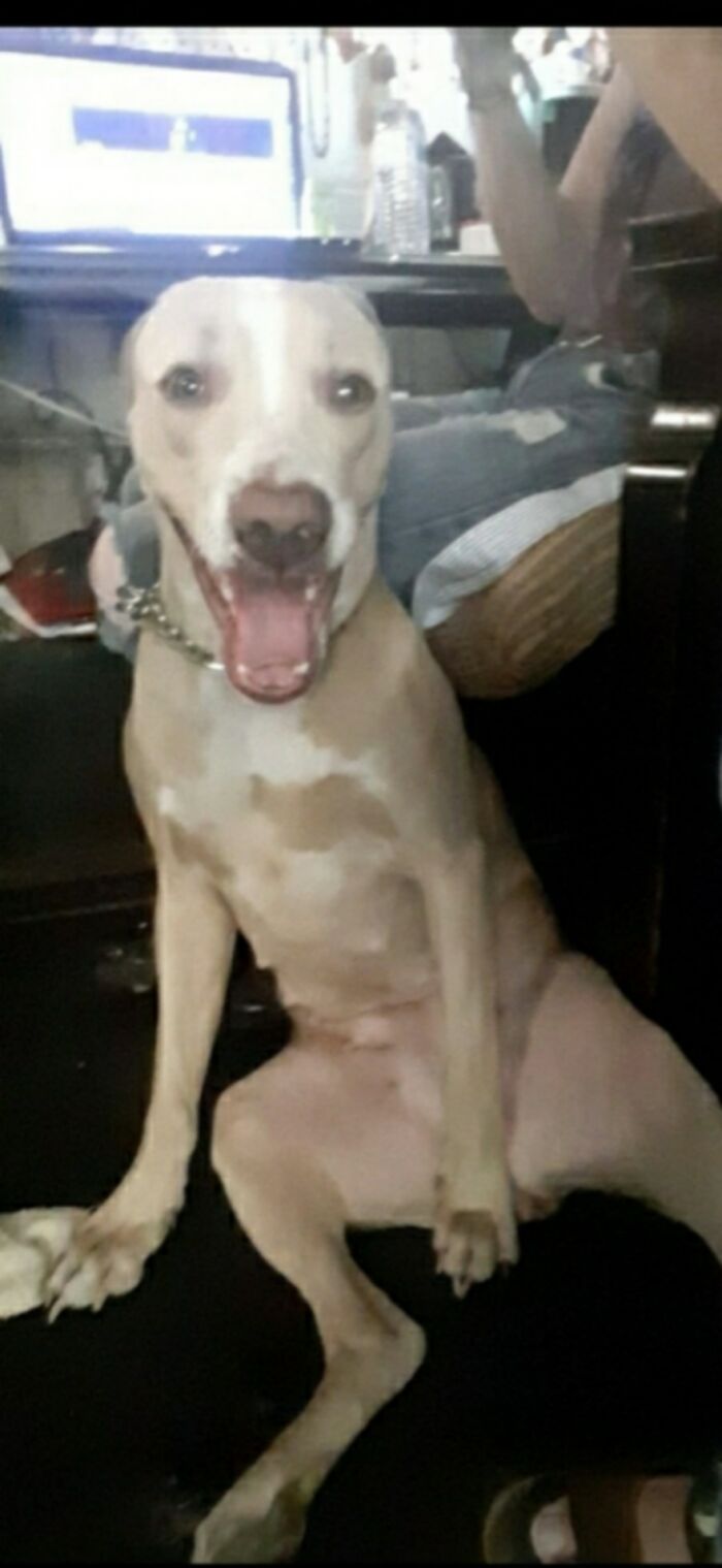 Hey Pandas, Share The Prettiest Photo Of Your Pet (Closed) Hey Pandas, Share The Prettiest Photo Of Your Pet (Closed)