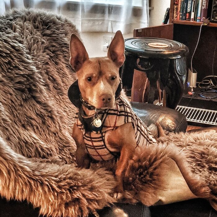 Hey Pandas, Share The Prettiest Photo Of Your Pet (Closed) Hey Pandas, Share The Prettiest Photo Of Your Pet (Closed)