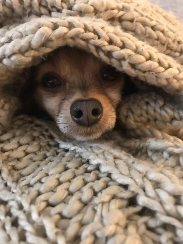 Hey Pandas, Share The Prettiest Photo Of Your Pet (Closed) Hey Pandas, Share The Prettiest Photo Of Your Pet (Closed)