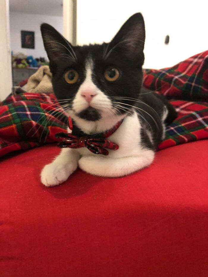 Hey Pandas, Share The Prettiest Photo Of Your Pet (Closed) Hey Pandas, Share The Prettiest Photo Of Your Pet (Closed)