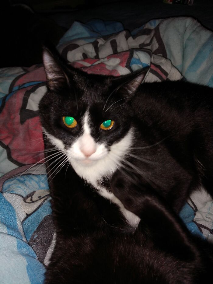 Hey Pandas, Share The Prettiest Photo Of Your Pet (Closed) Hey Pandas, Share The Prettiest Photo Of Your Pet (Closed)