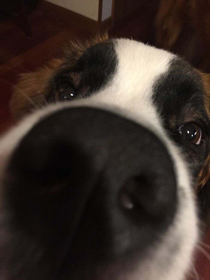 Hey Pandas, Share The Prettiest Photo Of Your Pet (Closed) Hey Pandas, Share The Prettiest Photo Of Your Pet (Closed)