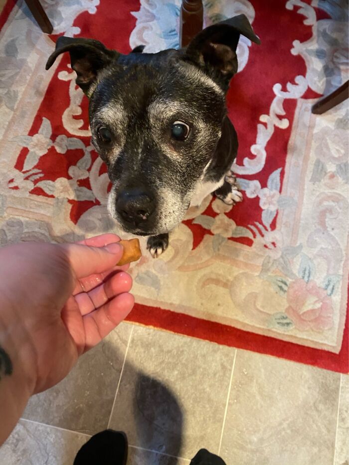 Hey Pandas, Share The Prettiest Photo Of Your Pet (Closed) Hey Pandas, Share The Prettiest Photo Of Your Pet (Closed)