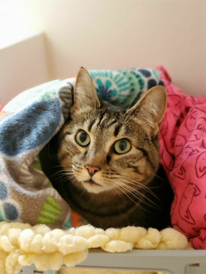 Hey Pandas, Share The Prettiest Photo Of Your Pet (Closed) Hey Pandas, Share The Prettiest Photo Of Your Pet (Closed)