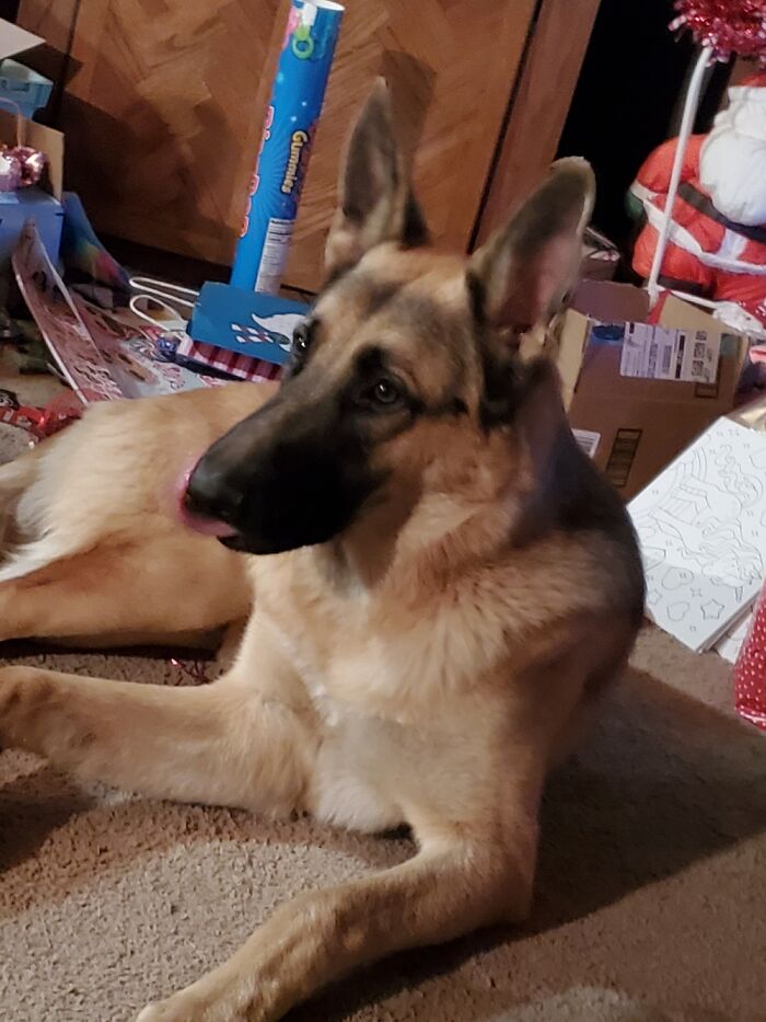 Hey Pandas, Share The Prettiest Photo Of Your Pet (Closed) Hey Pandas, Share The Prettiest Photo Of Your Pet (Closed)