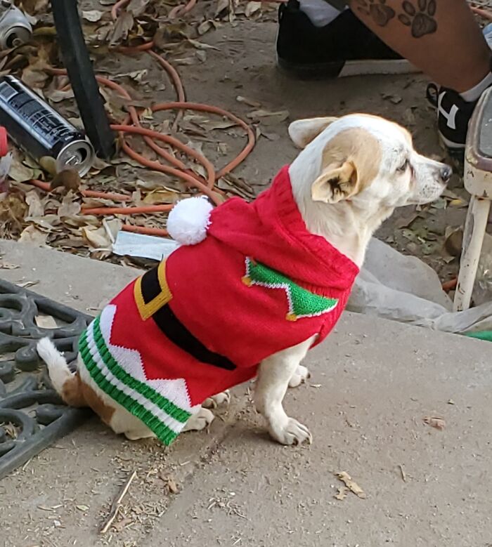 Hey Pandas, Share The Prettiest Photo Of Your Pet (Closed) Hey Pandas, Share The Prettiest Photo Of Your Pet (Closed)