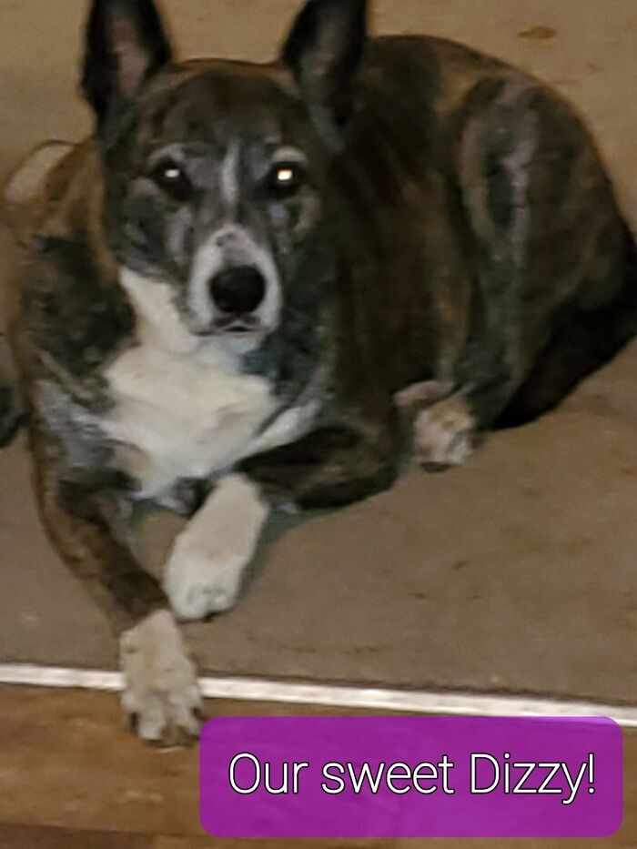 Hey Pandas, Share The Prettiest Photo Of Your Pet (Closed) Hey Pandas, Share The Prettiest Photo Of Your Pet (Closed)