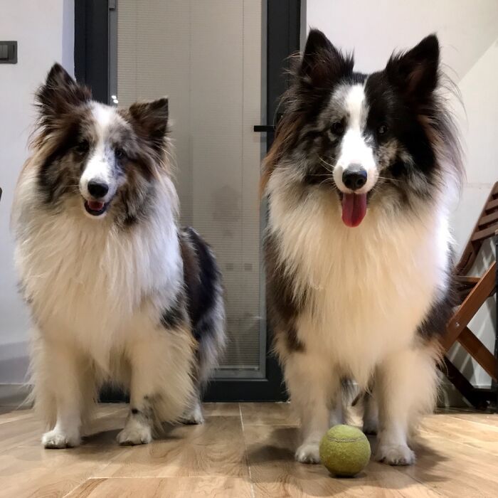 Hey Pandas, Share The Prettiest Photo Of Your Pet (Closed) Hey Pandas, Share The Prettiest Photo Of Your Pet (Closed)