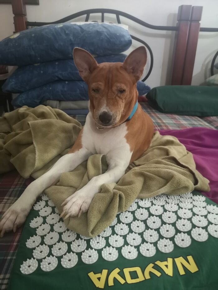 Hey Pandas, Share The Prettiest Photo Of Your Pet (Closed) Hey Pandas, Share The Prettiest Photo Of Your Pet (Closed)