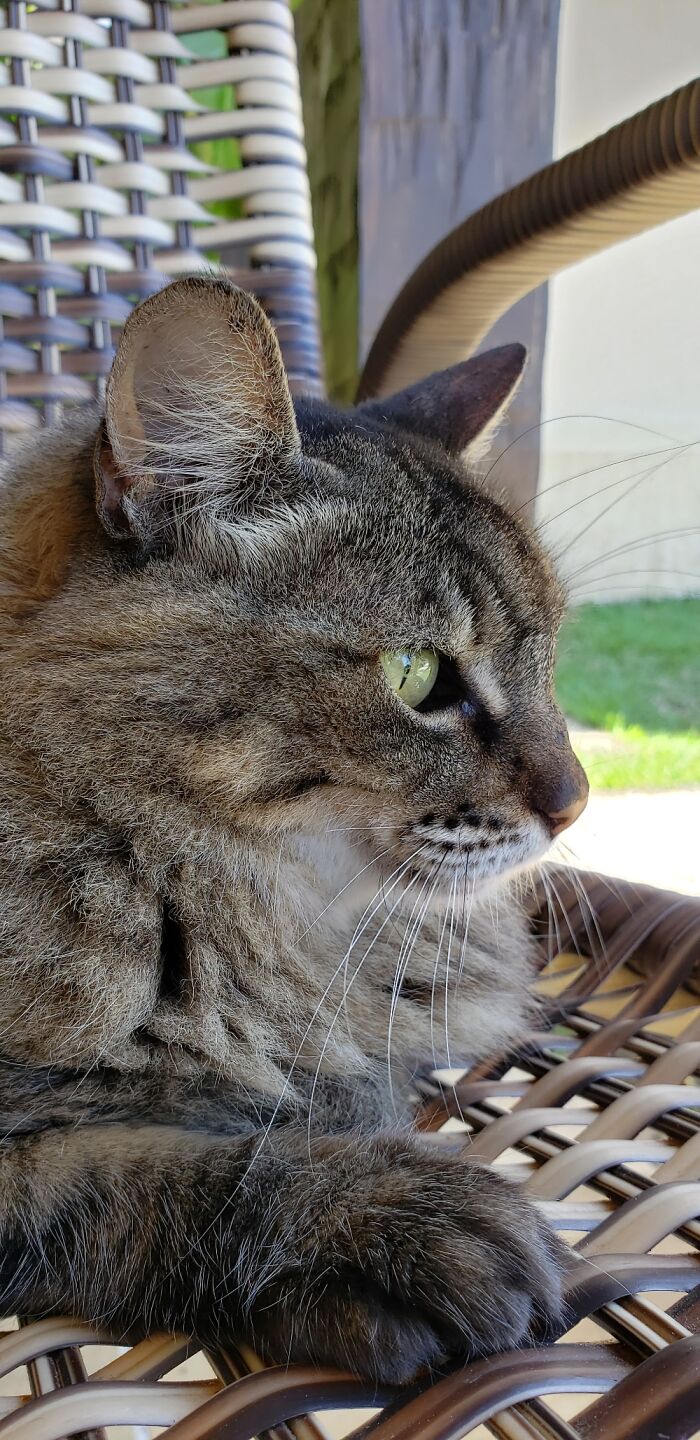 Hey Pandas, Share The Prettiest Photo Of Your Pet (Closed) Hey Pandas, Share The Prettiest Photo Of Your Pet (Closed)