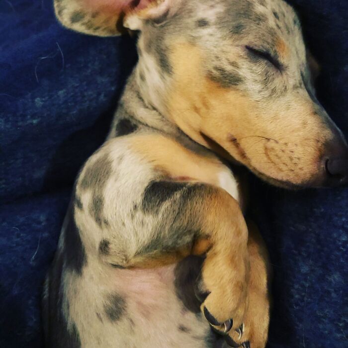 Hey Pandas, Share The Prettiest Photo Of Your Pet (Closed) Hey Pandas, Share The Prettiest Photo Of Your Pet (Closed)