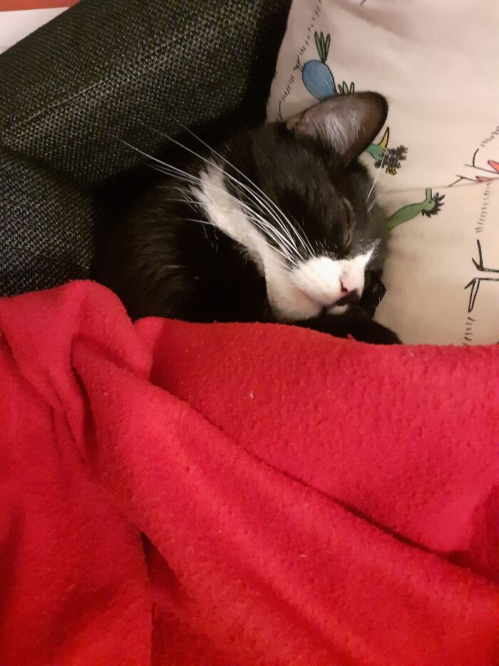 Hey Pandas, Share The Prettiest Photo Of Your Pet (Closed) Hey Pandas, Share The Prettiest Photo Of Your Pet (Closed)