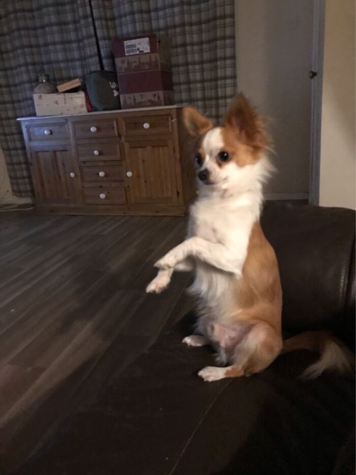 Hey Pandas, Share The Prettiest Photo Of Your Pet (Closed) Hey Pandas, Share The Prettiest Photo Of Your Pet (Closed)