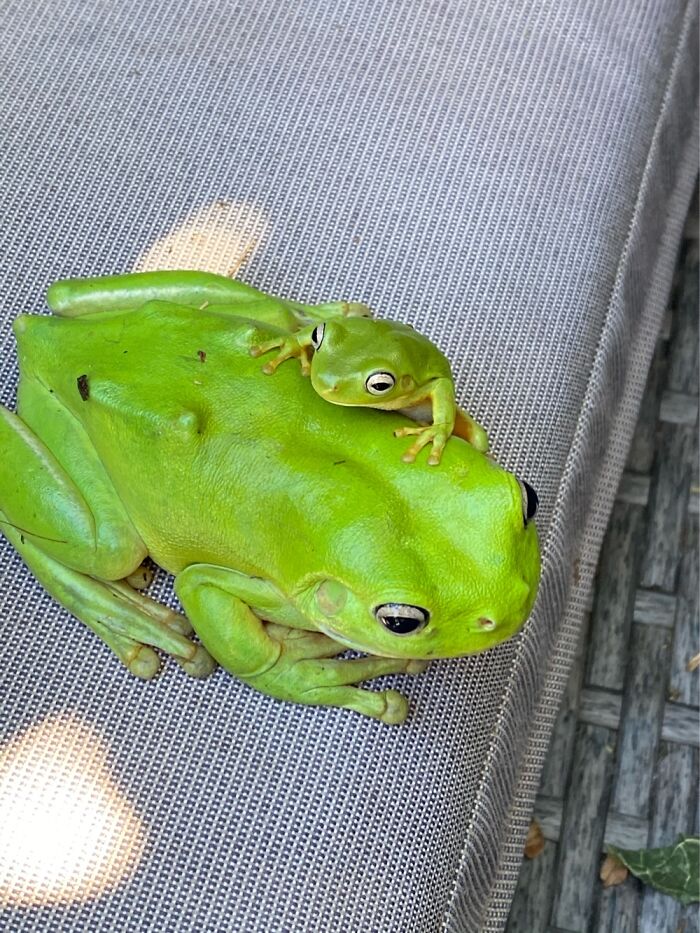 Hey Pandas, Share The Prettiest Photo Of Your Pet (Closed) Hey Pandas, Share The Prettiest Photo Of Your Pet (Closed)