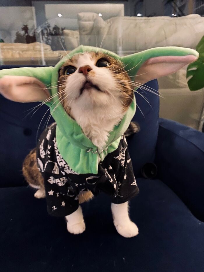 Hey Pandas, Share The Prettiest Photo Of Your Pet (Closed) Hey Pandas, Share The Prettiest Photo Of Your Pet (Closed)