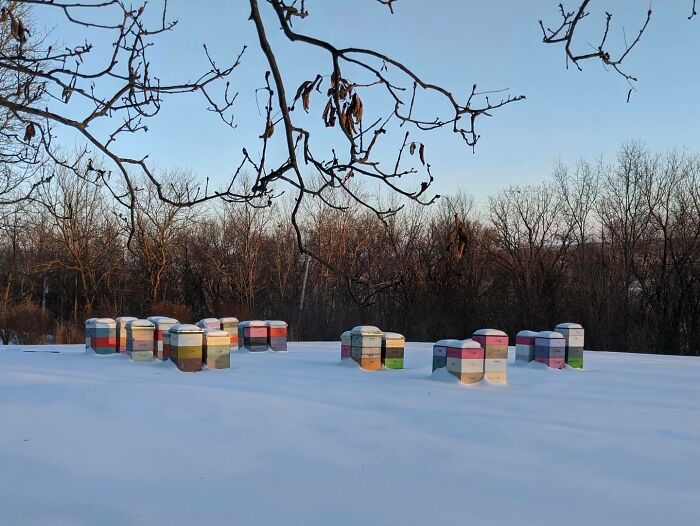 Beekeeper Shares What Bees Do To Stay Warm During Winter Because They Don’t Hibernate Beekeeper Shares What Bees Do To Stay Warm During Winter Because They Don’t Hibernate