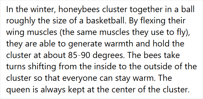 Beekeeper Shares What Bees Do To Stay Warm During Winter Because They Don&#8217;t Hibernate
