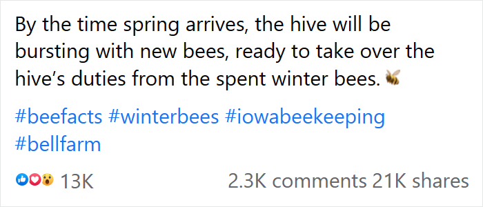 Beekeeper Shares What Bees Do To Stay Warm During Winter Because They Don’t Hibernate Beekeeper Shares What Bees Do To Stay Warm During Winter Because They Don’t Hibernate