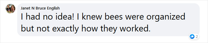 Beekeeper Shares What Bees Do To Stay Warm During Winter Because They Don&#8217;t Hibernate