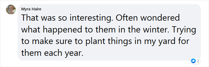 Beekeeper Shares What Bees Do To Stay Warm During Winter Because They Don&#8217;t Hibernate