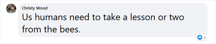 Beekeeper Shares What Bees Do To Stay Warm During Winter Because They Don&#8217;t Hibernate