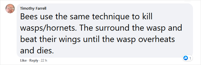 Beekeeper Shares What Bees Do To Stay Warm During Winter Because They Don&#8217;t Hibernate