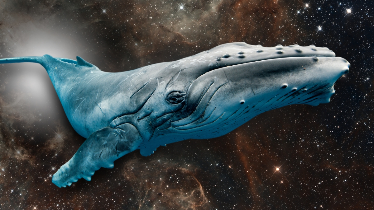 Pandas, Draw A Whale In Space! (Closed) Pandas, Draw A Whale In Space! (Closed)