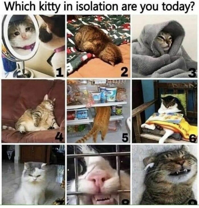 Pandas, Post Your Favorite Meme (Closed) Pandas, Post Your Favorite Meme (Closed)