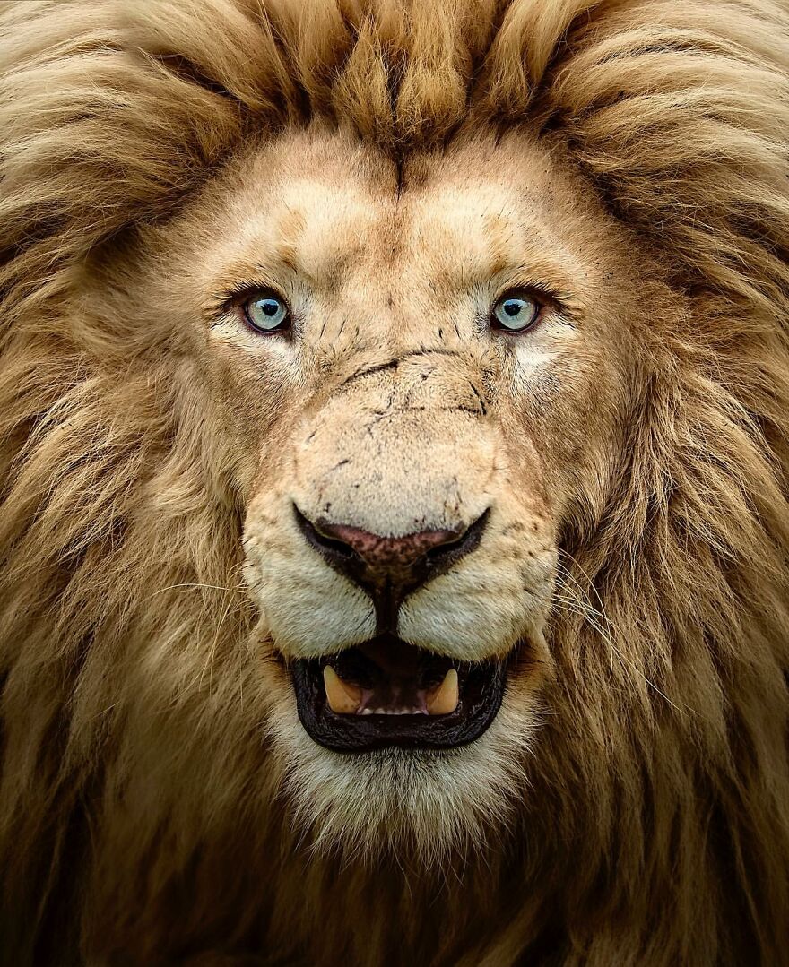 Photographer Immortalizes The King Of Animals In His 30 Incredible Photos Photographer Immortalizes The King Of Animals In His 30 Incredible Photos