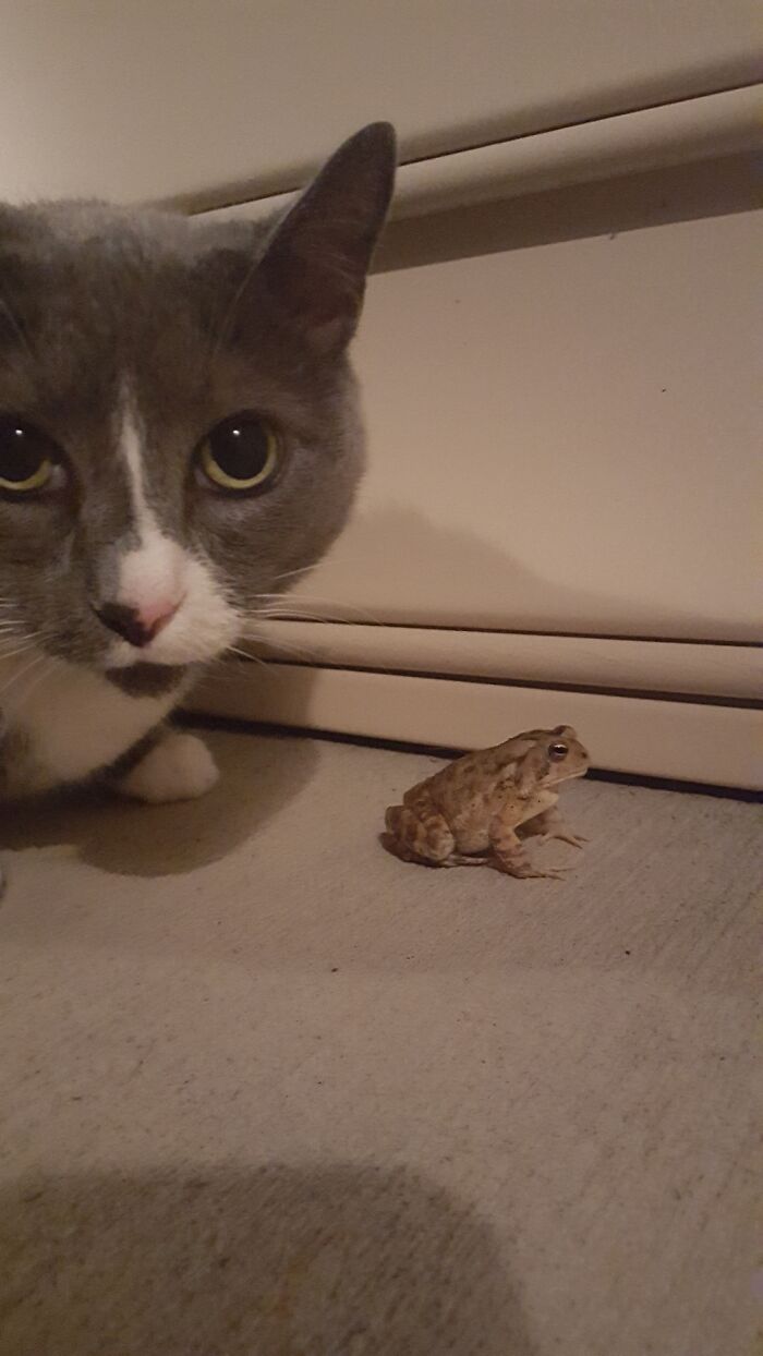 Hey Pandas, Post The Cutest Pic Of Your Cat (Closed) Hey Pandas, Post The Cutest Pic Of Your Cat (Closed)