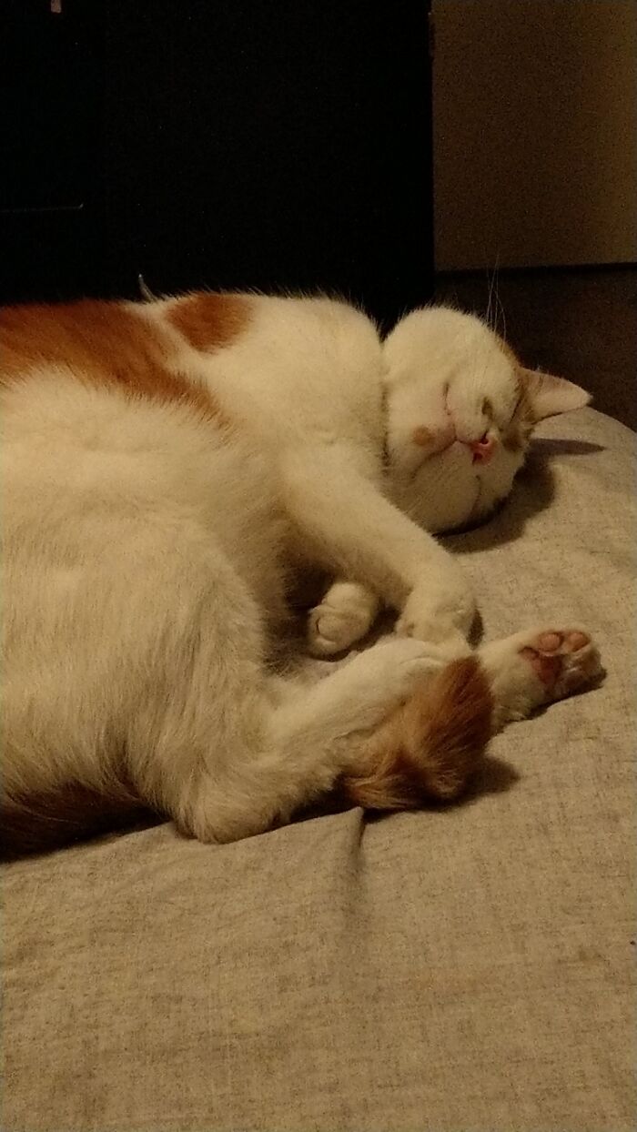 Hey Pandas, Post The Cutest Pic Of Your Cat (Closed) Hey Pandas, Post The Cutest Pic Of Your Cat (Closed)