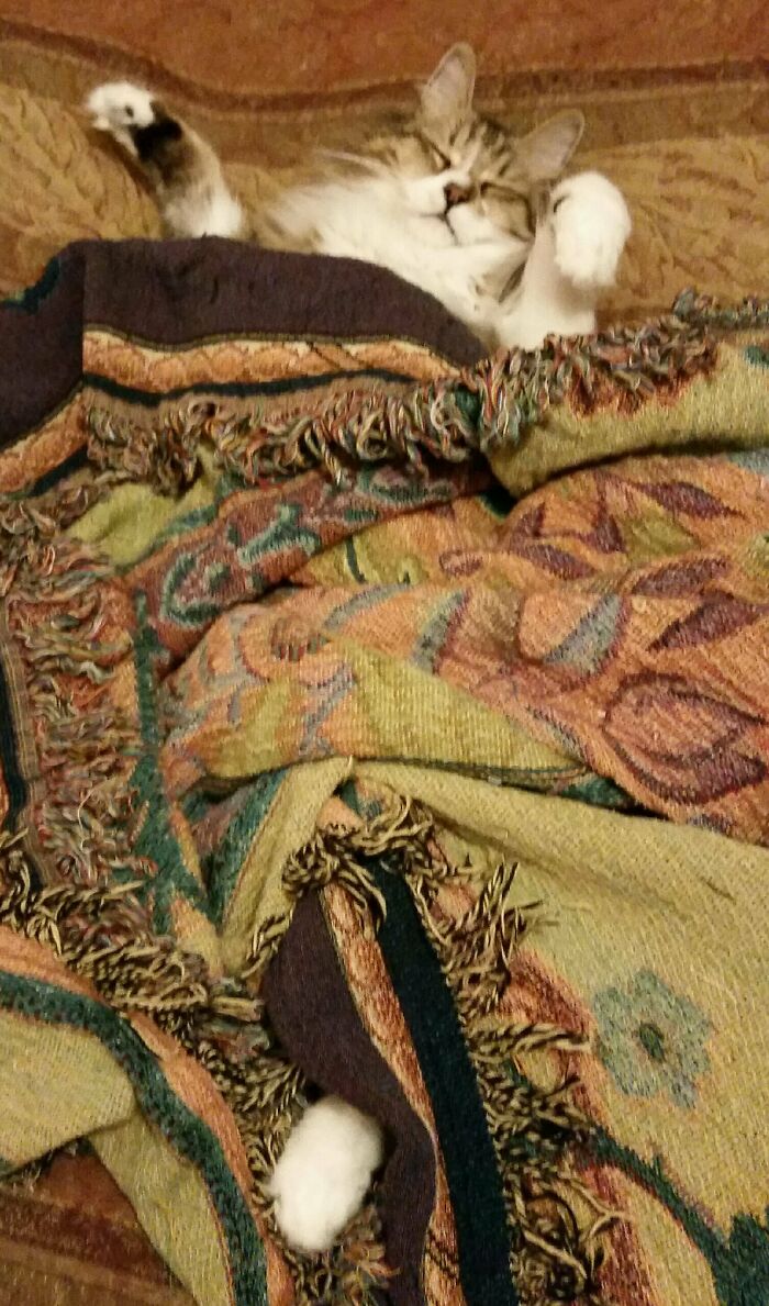 Hey Pandas, Post The Cutest Pic Of Your Cat (Closed) Hey Pandas, Post The Cutest Pic Of Your Cat (Closed)