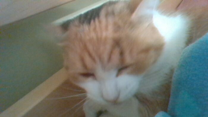 Hey Pandas, Post The Cutest Pic Of Your Cat (Closed) Hey Pandas, Post The Cutest Pic Of Your Cat (Closed)