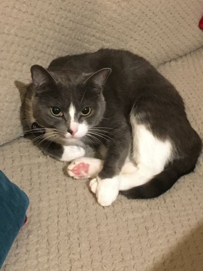 Hey Pandas, Share The Most Recent Picture You Took Of Your Pet (Closed) Hey Pandas, Share The Most Recent Picture You Took Of Your Pet (Closed)