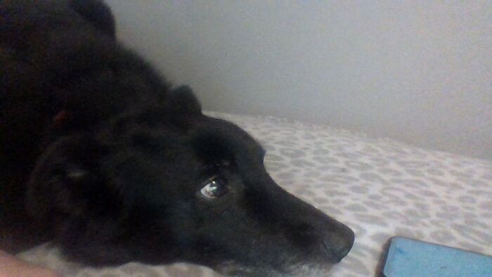 Hey Pandas, Share The Most Recent Picture You Took Of Your Pet (Closed) Hey Pandas, Share The Most Recent Picture You Took Of Your Pet (Closed)