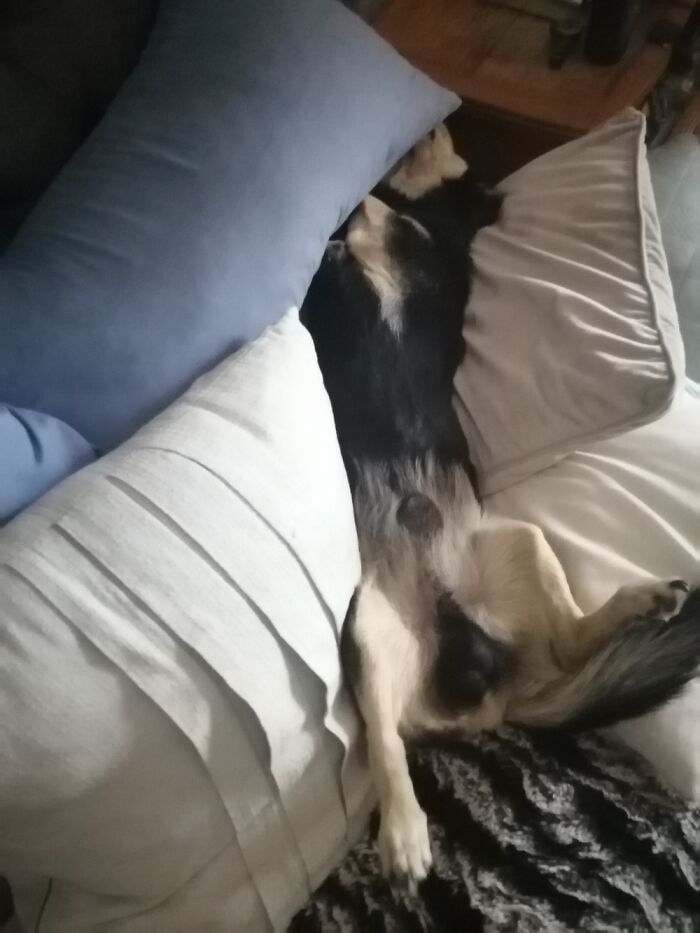 Hey Pandas, Share The Most Recent Picture You Took Of Your Pet (Closed) Hey Pandas, Share The Most Recent Picture You Took Of Your Pet (Closed)