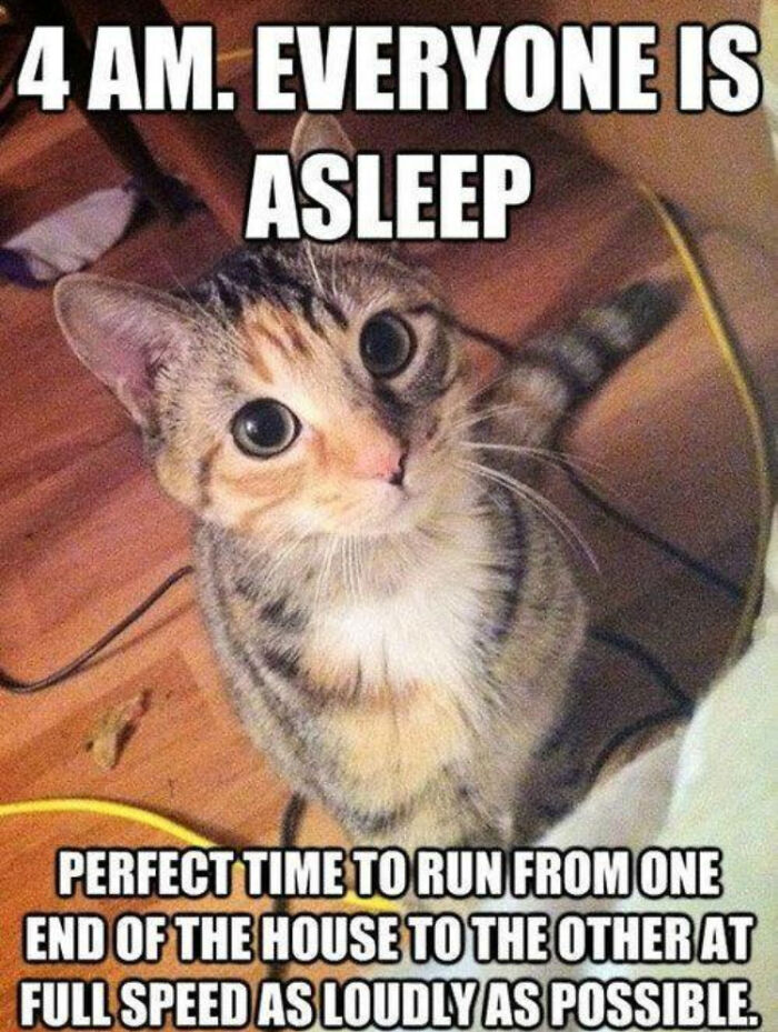 Hey Pandas, Post Your Favorite Cat Meme (Closed) Hey Pandas, Post Your Favorite Cat Meme (Closed)