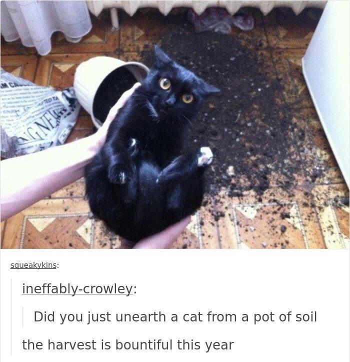 Hey Pandas, Post Your Favorite Cat Meme (Closed) Hey Pandas, Post Your Favorite Cat Meme (Closed)