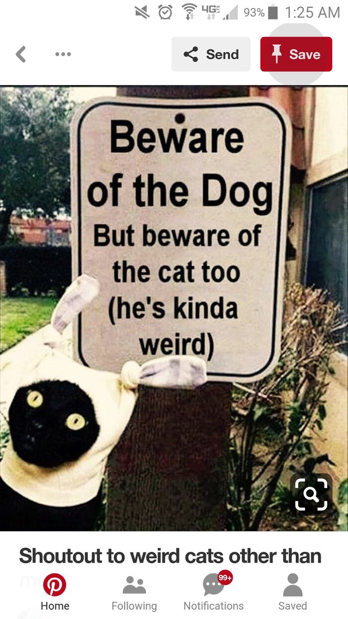 Hey Pandas, Post Your Favorite Cat Meme (Closed) Hey Pandas, Post Your Favorite Cat Meme (Closed)