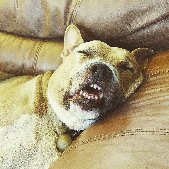 Hey Pandas, Post The Funniest Photo Of Your Dog (Closed) Hey Pandas, Post The Funniest Photo Of Your Dog (Closed)