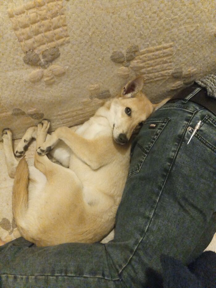 Hey Pandas, Post The Funniest Photo Of Your Dog (Closed) Hey Pandas, Post The Funniest Photo Of Your Dog (Closed)