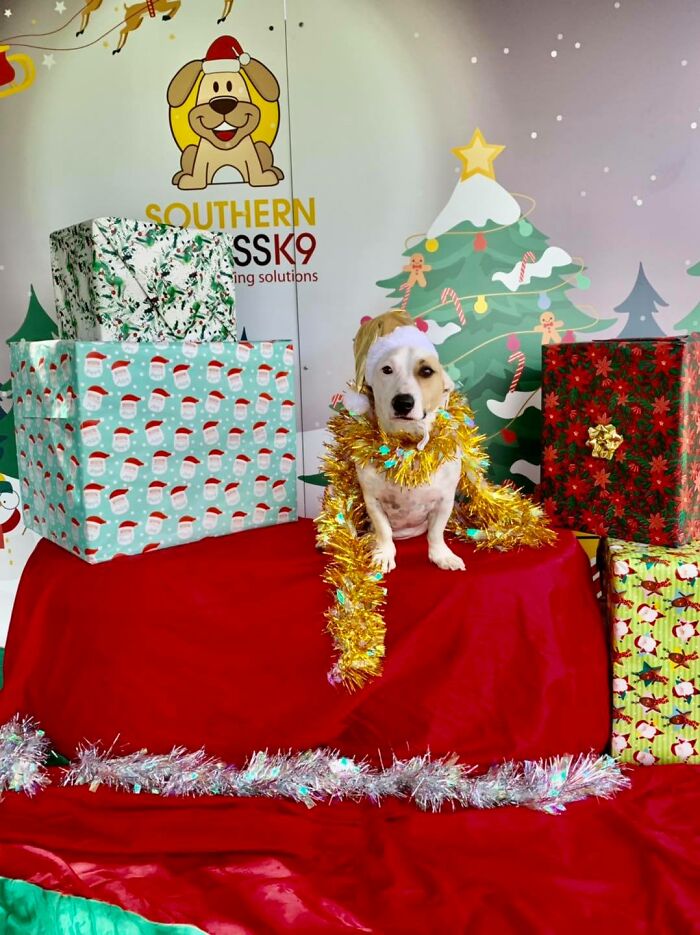 Hey Pandas, Post The Funniest Photo Of Your Dog (Closed) Hey Pandas, Post The Funniest Photo Of Your Dog (Closed)