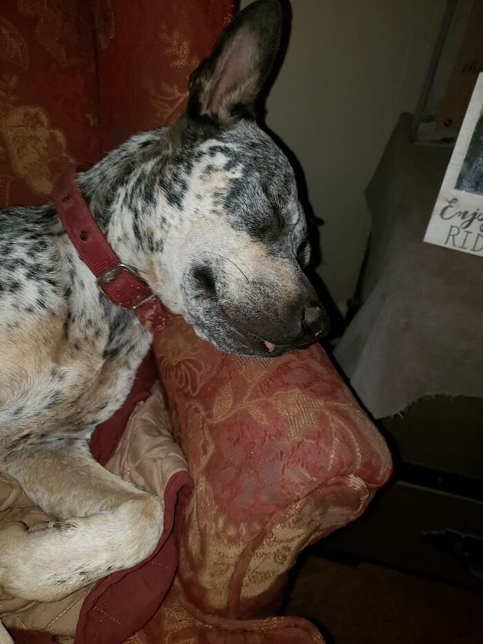 Hey Pandas, Post The Funniest Photo Of Your Dog (Closed) Hey Pandas, Post The Funniest Photo Of Your Dog (Closed)