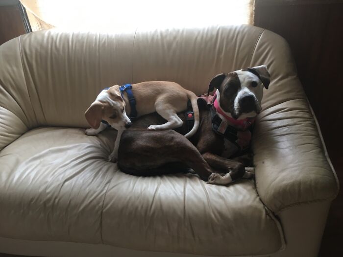 Hey Pandas, Post The Funniest Photo Of Your Dog (Closed) Hey Pandas, Post The Funniest Photo Of Your Dog (Closed)