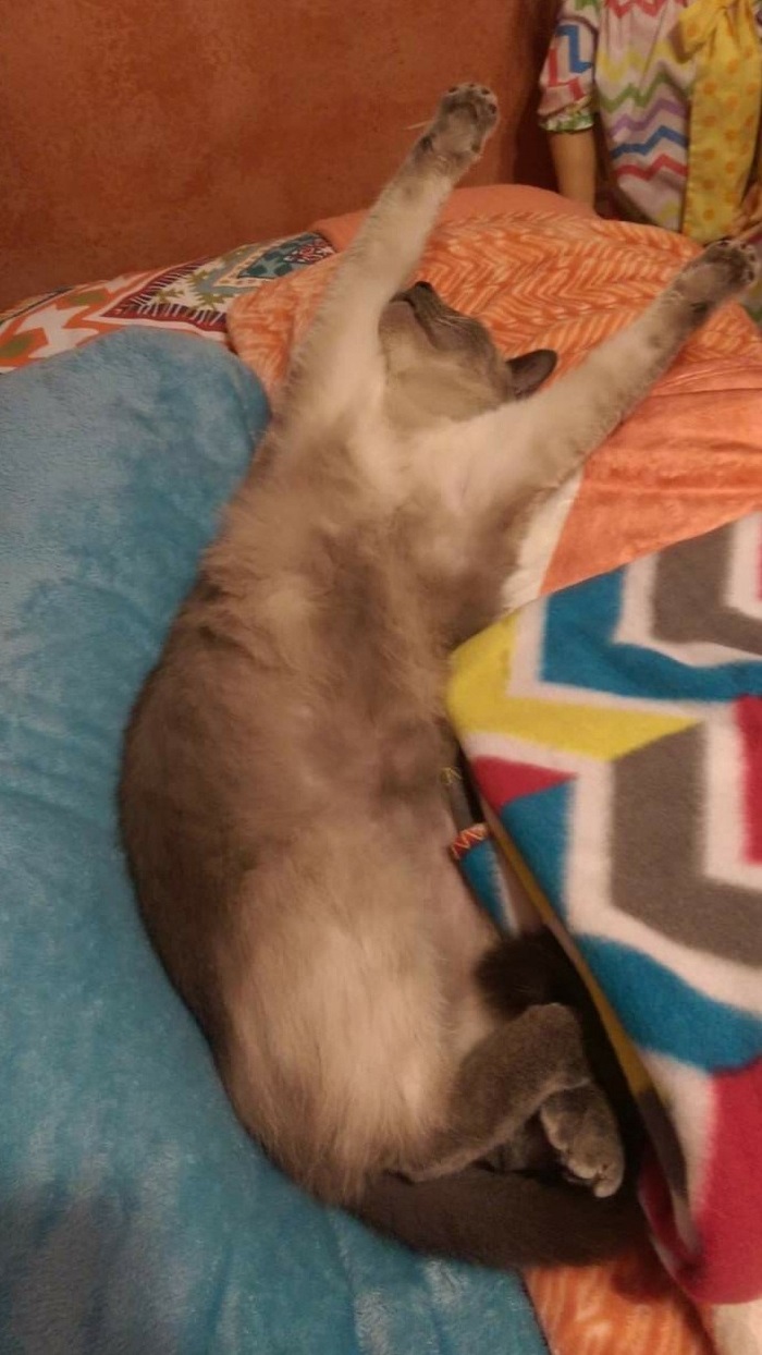 Post The Funniest Pose Your Pet Has Ever Been In (Closed)